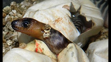 Woma Pythons Hatching  - Part 2