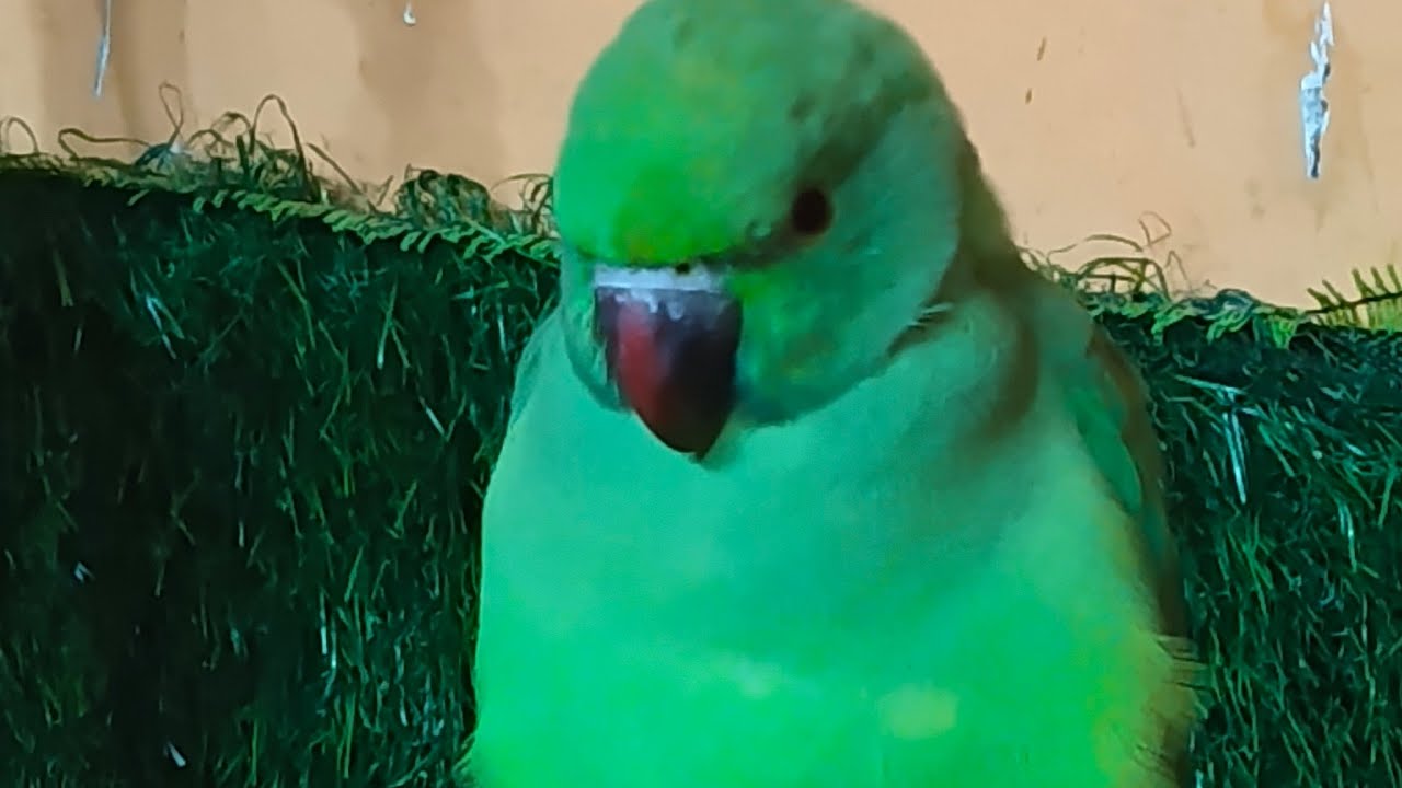Umesh Yaduvanshi is live ringneck parrot live stream 🦜🤣