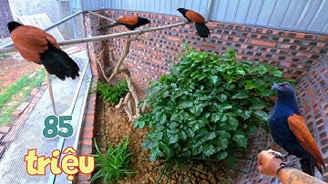 Giật Mình Với Chi Phí Làm Xong Avi Mới - Ghép Luôn Bìm Bịp Và Chim Khuyên / Quế Nghịch