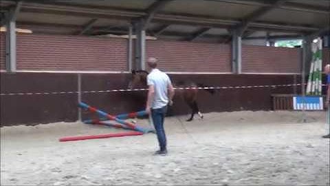 (Sold UK) Stallion, born 2016 by Connect x Guidam x Voltaire