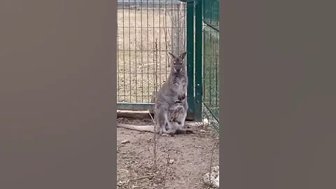 Ежегодный приплод в семье кенгуру 🌼