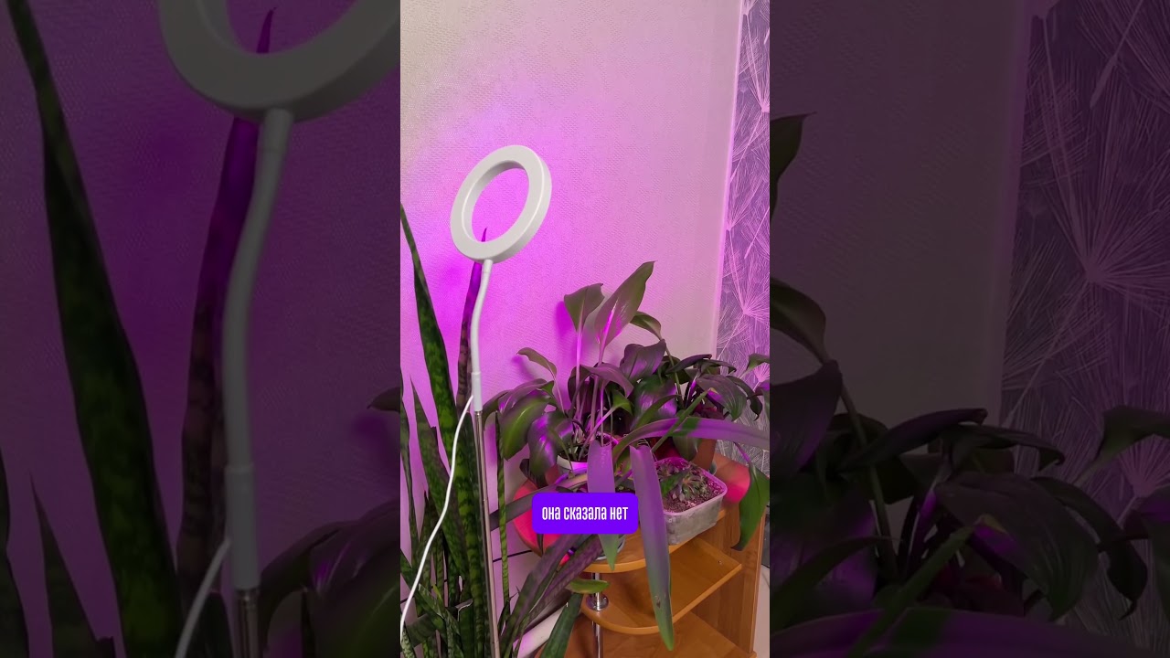 Артикул 480148443 WB.