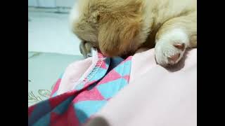 Mollynya Ngintip Wkwwk