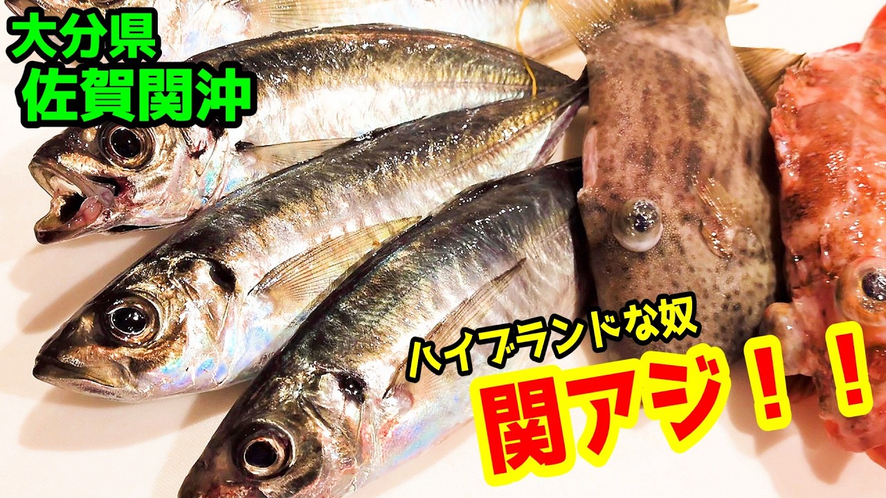 Seki Aji] I went fishing for the high-end ones [Off the coast of