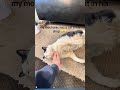 My cat is confused 🤣#dog#funny#funnyanimals#funnypets#animals #pet #longervideos#catsoftiktok #fyp