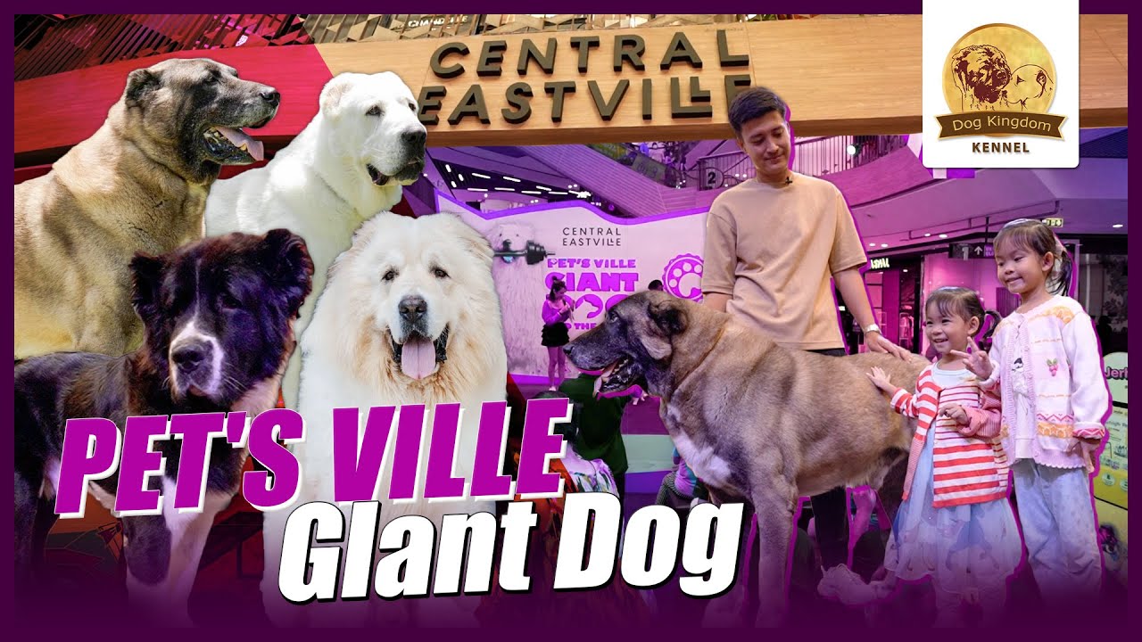 Pet s Ville Giant Dog Ep 03 YouTube pet-s-ville-giant-dog-ep-03-youtube