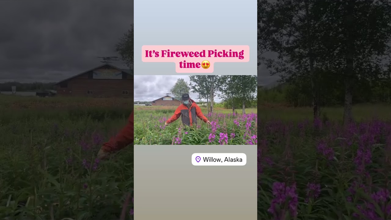 Want to Get Paid to Pick Fireweed? 🌸