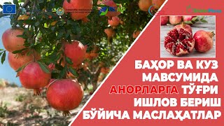 картинка: Анорларга тўғри ишлов бериш бўйича маслаҳатлар