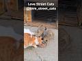 Every meal given saves a stray life