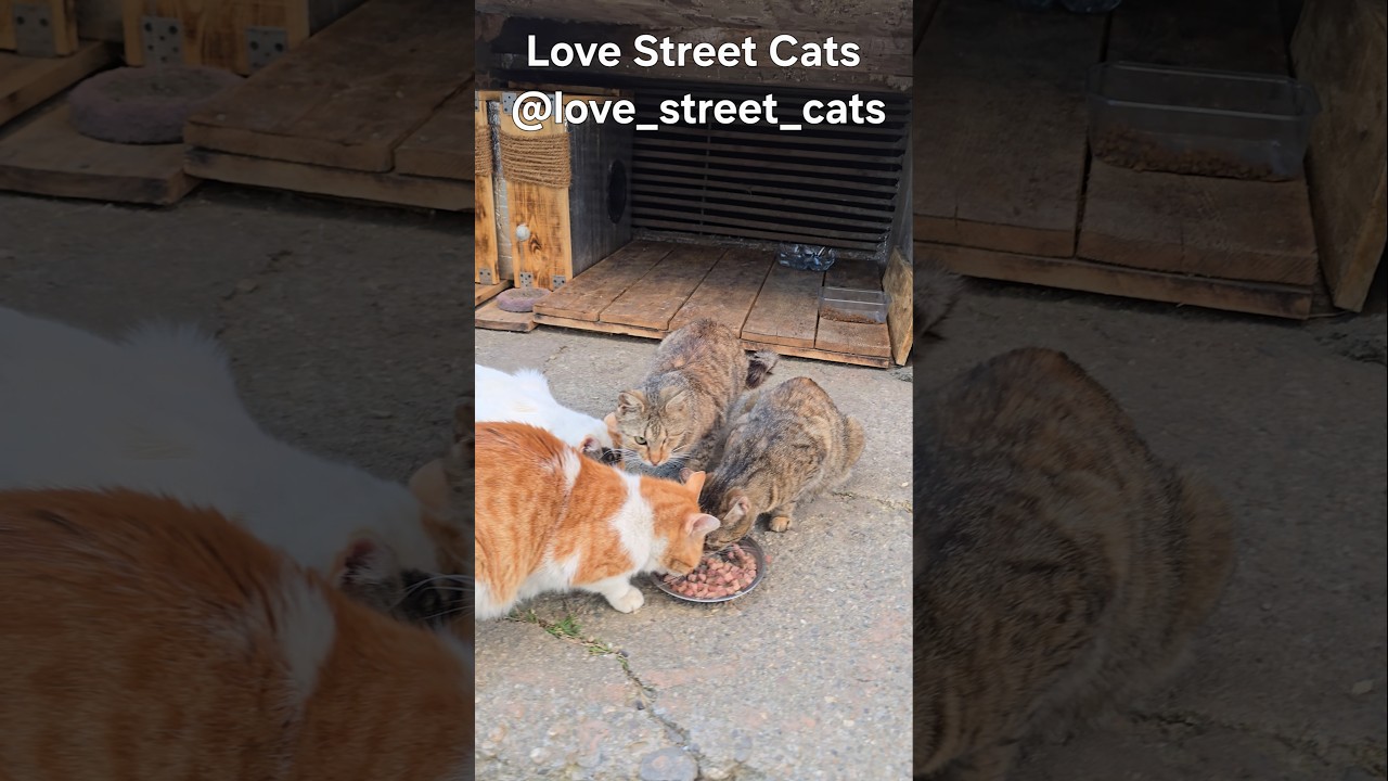 Every meal given saves a stray life