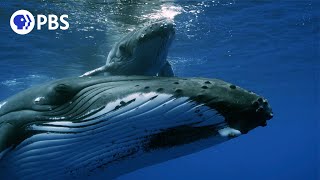 Mother Humpback Protects Calf From Males