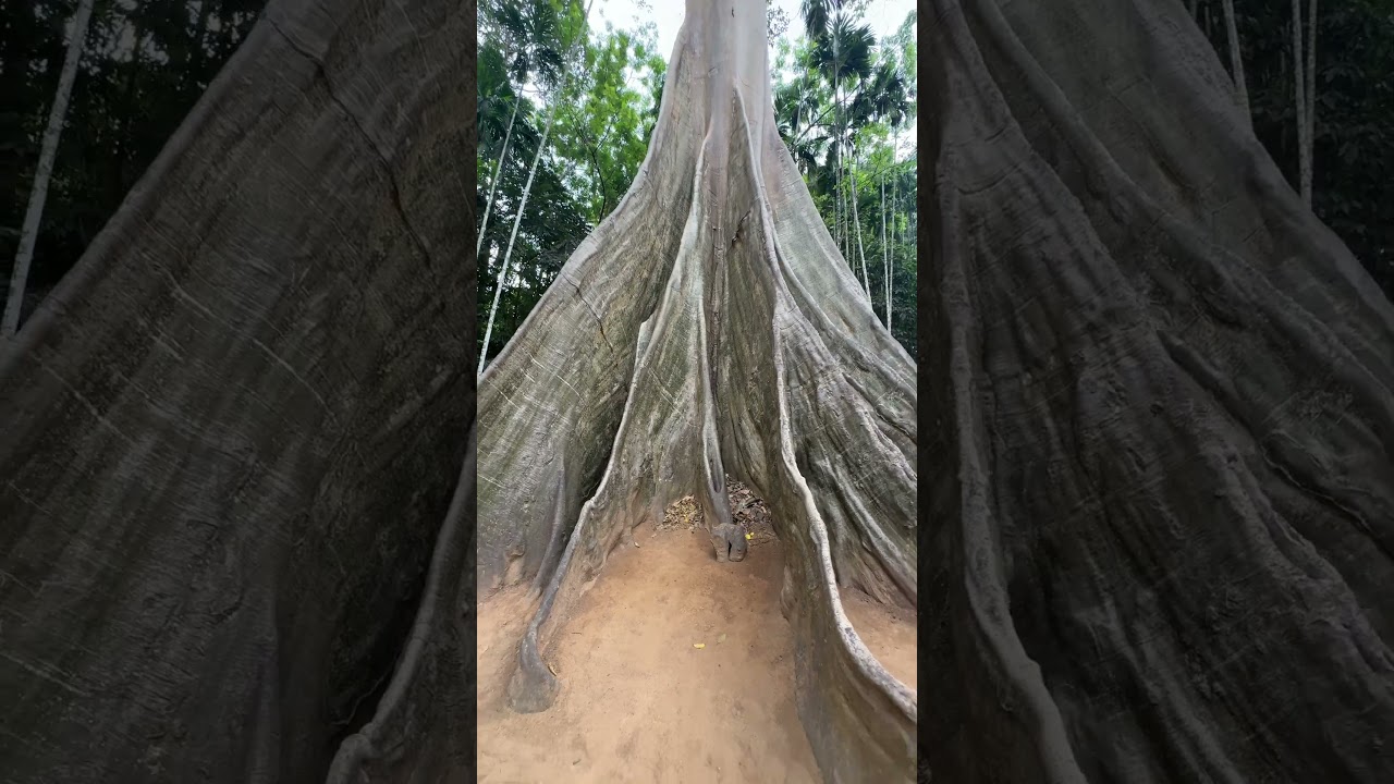 🇹🇭 4K | The Giant Tree