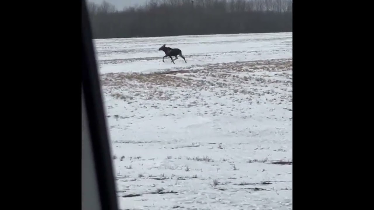 Alberta Moose Is On The Run