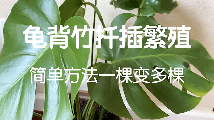 【龟背竹扦插繁殖】历时两年龟背竹母株和扦插枝后续生长实录及经验教训｜Propagating Monstera Deliciosa - 天天要闻
