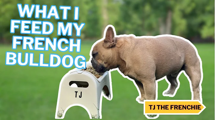 What I Feed My French Bulldog | TJ The Frenchies Diet That Keeps Him Happy & Healthy