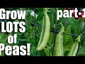 8,How to Grow Green peas from Seed&#39;s (part-1).