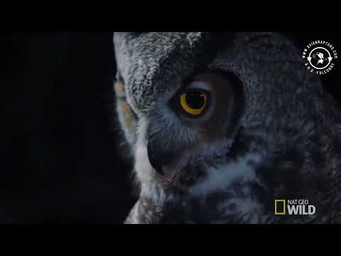 Great horned owl