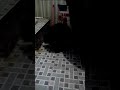 Kucing pintar di kamar mandu