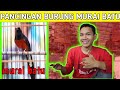 Pancingan Murai Batu Paling Mantul Mp3 - Mp4 Download