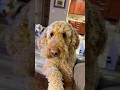 Hey go away Bones! I am doing a video here !!! 😂❤️#doggo #funnydogs #dog #doglife #dogvideos