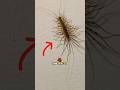 If you see this IN YOUR house, do NOT KILL it. #amazingfacts #dangerous #shorts