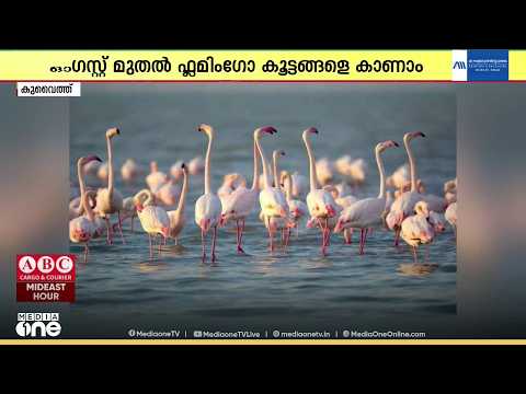 പിങ്ക് നിറമണിയിച്ച് ഫ്ലമിംഗോ കൂട്ടങ്ങൾ... നിറമണിയിക്കാൻ എത്തിയത് 4,000ത്തോളം പക്ഷികൾ