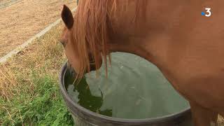Comment Protéger Vos Animaux De La Chaleur ?