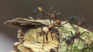 Killer Ants of Amazon Forest- Wildlife Documentary