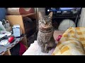 ニャンコが鳴いたら即終了　生配信