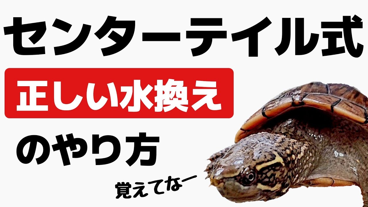 【亀飼育】カメの水換えの仕方を１から解説！どうやるのか？水は全部抜いていいのか？全て解決！【ミシシッピニオイガメ】