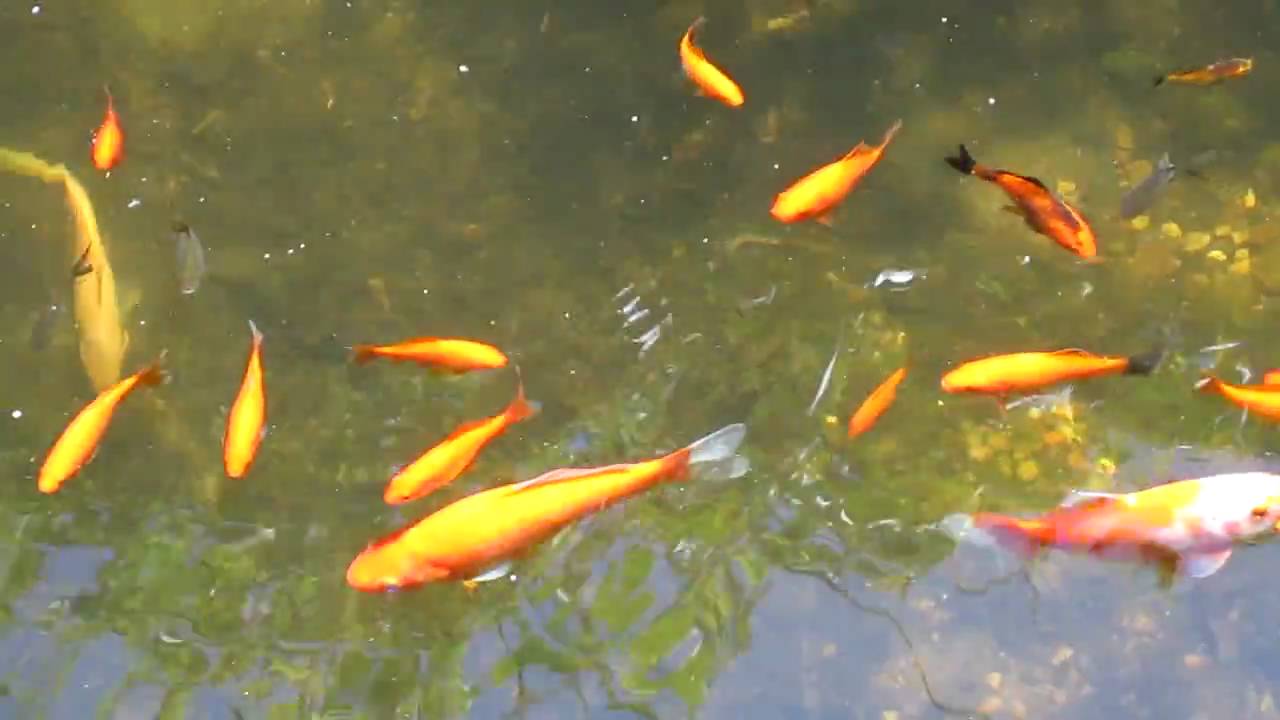 Backyard goldfish pond YouTube