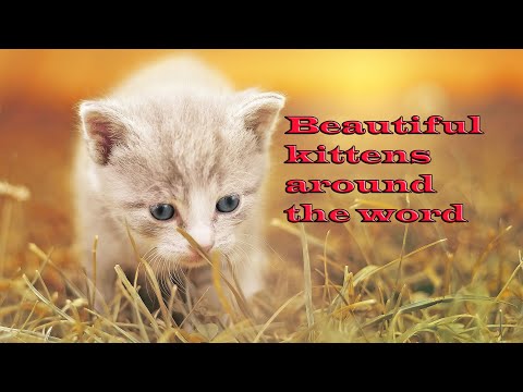 funny-cats-and-kittens-meowing-compilation-2020-funny-cats-and-cute-kittens-playing-ultimate-cats