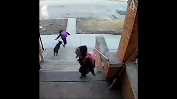 МУЖЧИНА СПАС РЕБЁНКА, НА КОТОРОГО НАБРОСИЛАСЬ УЛИЧНАЯ СОБАКА / A man saved a child from a dog