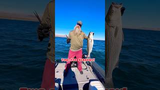GRAPHIC The most Ethical way to Dispatch Striped Bass