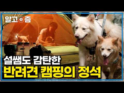 &amp;quot;일주일에 한 번 이상은 가요&amp;quot; 전국 오지로 개와 캠핑 떠나는 견주의 노력에 감탄한 설쌤｜세상에 나쁜 개는 없다｜알고e즘
