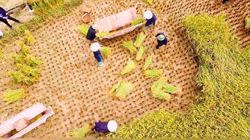 Thi gặt lúa lễ hội mùa vàng Bắc Sơn 2025