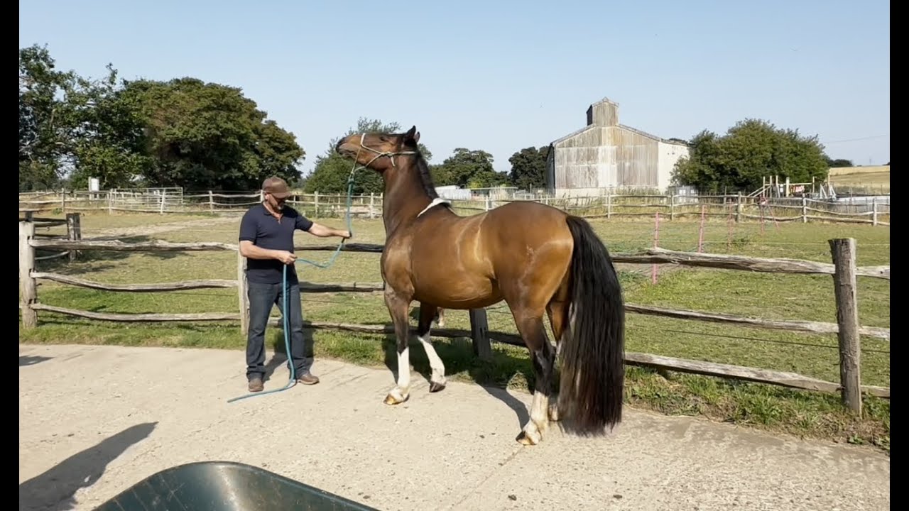 Horse has become Intimidating and unpredictable!! Can I Help??