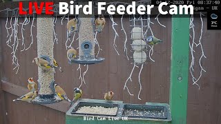 LIVE Bird Feeder Cam UK - Wigan (14+ Species Observed)