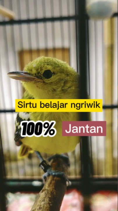 Sirtu belajar Ngriwik 100%Jantan