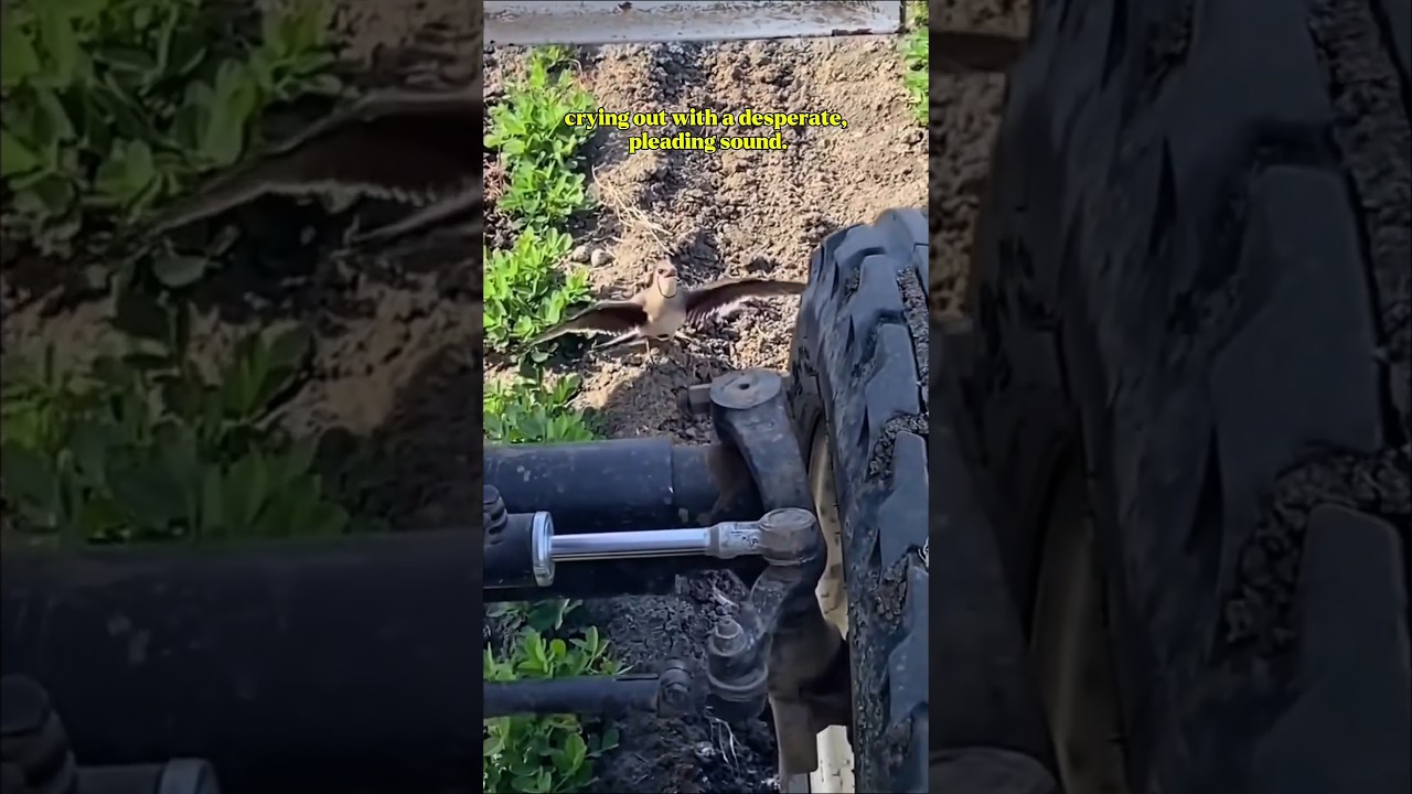 Why This Tiny Bird Stood in Front of a Moving Tractor