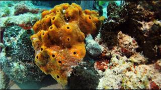 DESTINATION DIVE TV 2602 ISLAMORADA