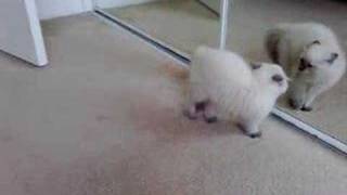 Ragdoll Kitten Goes Crazy by Own Reflection