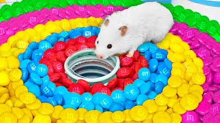 DIY Hamster Maze with Rainbow Candies  Hamster Escapes in Real Life