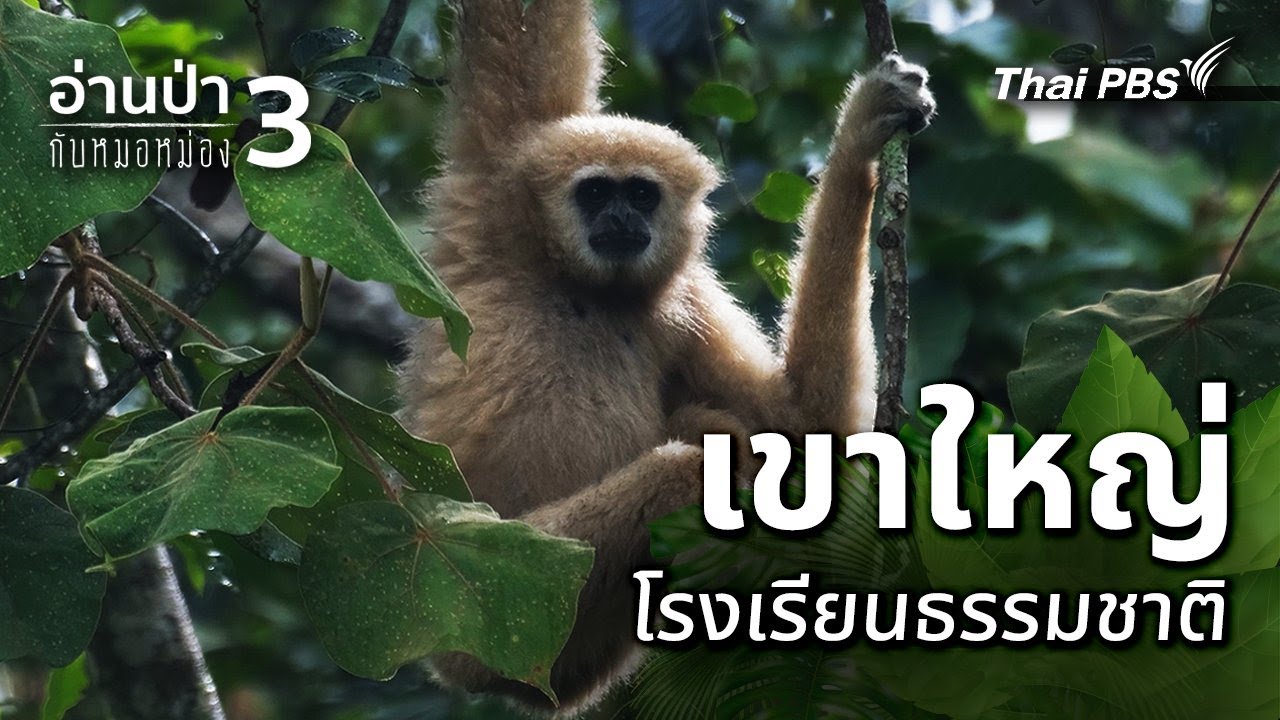 เขาใหญ่ โรงเรียนธรรมชาติ | อ่านป่ากับหมอหม่อง