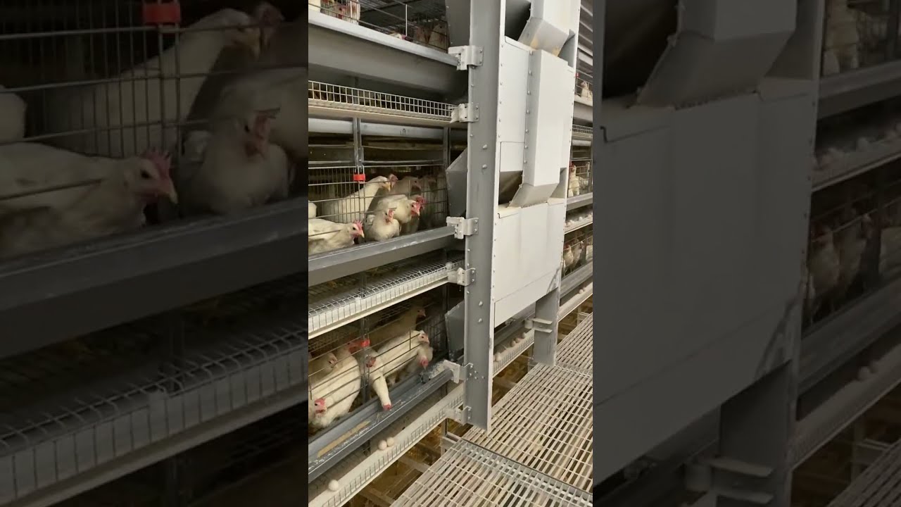 Automatic H Type Layer Chicken Cage Battery Powered