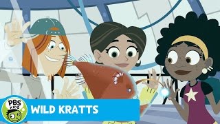 WILD KRATTS | Bioluminescence | PBS KIDS