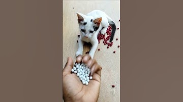 Barsik Playing With Colorful Beads 🔴🟡 Ice Cube Reverse 🧊 #cat #reverse