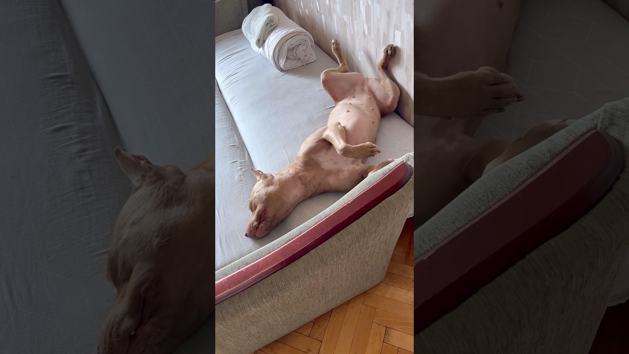 Original Title & Thumbnail
