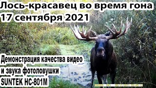 Лось-Красавец во время гона 17 сентября 2021. Демонстрация видео и звука фотоловушки SUNTEK HC-801M