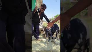 to ke kareeb aake poochhi Chhotu Chauhan dhamaka video #dhamaka #ekmotahathighumechala #shammy